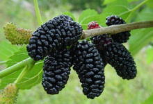 Schwarzer Maulbeerbaum