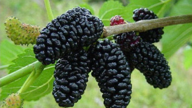 Schwarzer Maulbeerbaum