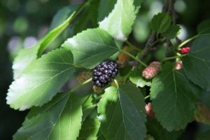 Schwarzer Maulbeerbaum